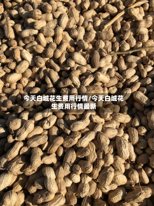 今天白城花生费用行情/今天白城花生费用行情最新