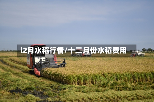 l2月水稻行情/十二月份水稻费用