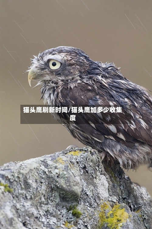 猫头鹰刷新时间/猫头鹰加多少收集度