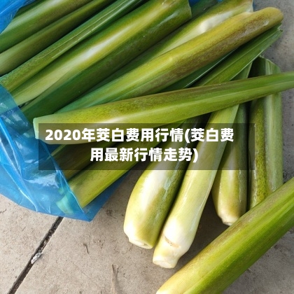2020年茭白费用行情(茭白费用最新行情走势)