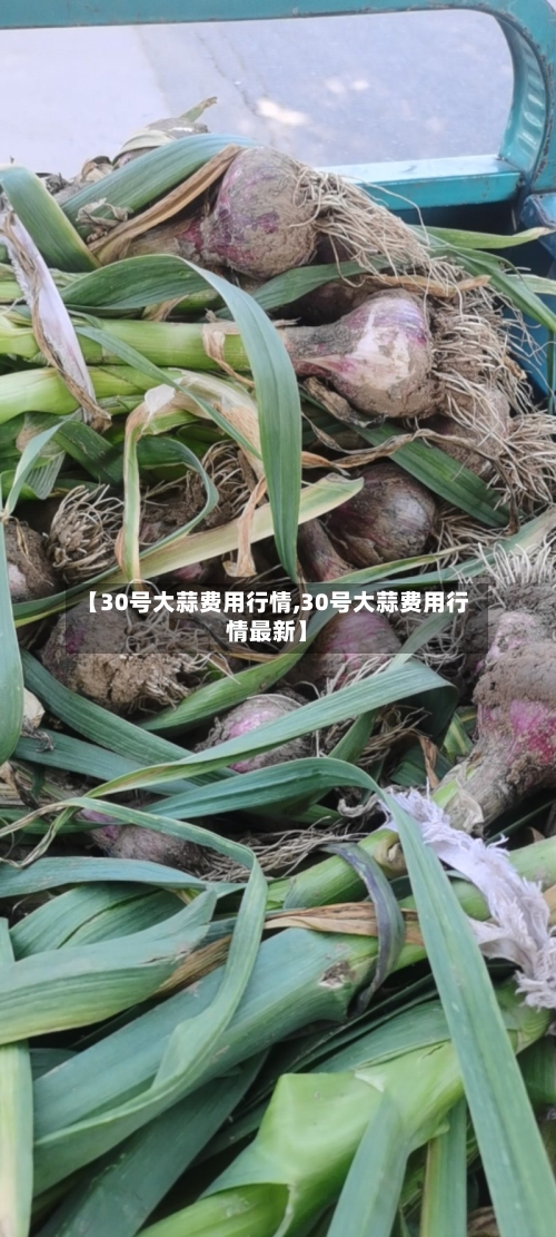 【30号大蒜费用行情,30号大蒜费用行情最新】