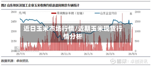近日玉米市场行情/近期玉米现货行情分析