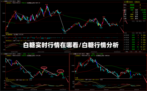 白糖实时行情在哪看/白糖行情分析