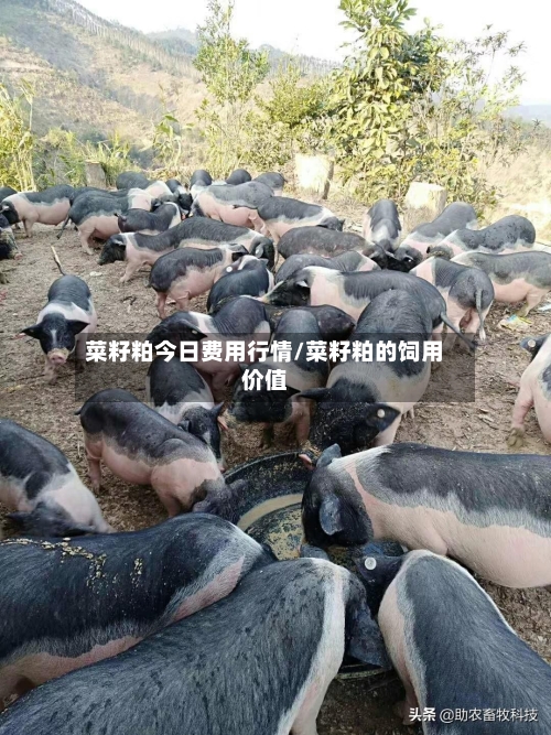 菜籽粕今日费用行情/菜籽粕的饲用价值