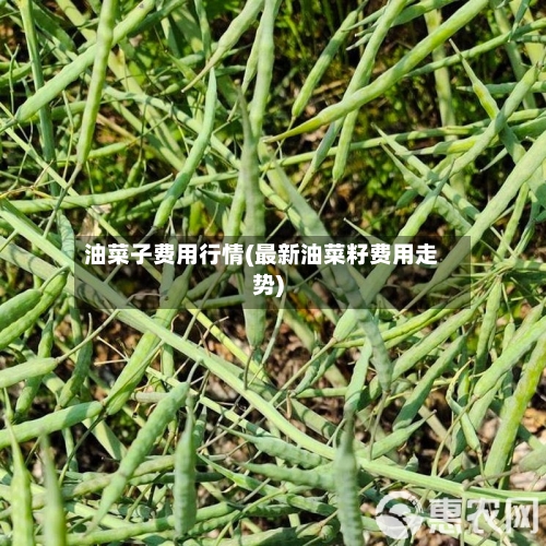 油菜子费用行情(最新油菜籽费用走势)