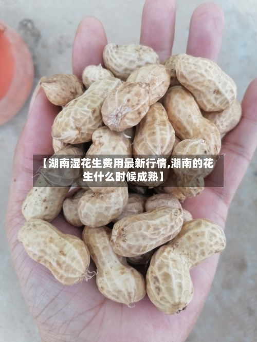 【湖南湿花生费用最新行情,湖南的花生什么时候成熟】