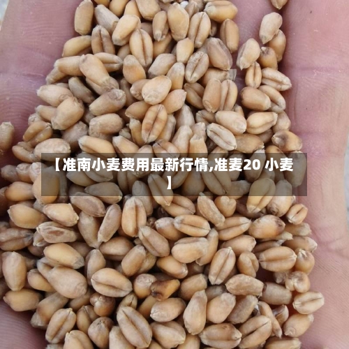 【准南小麦费用最新行情,准麦20 小麦】