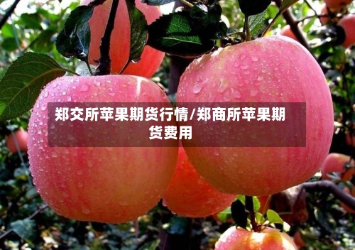 郑交所苹果期货行情/郑商所苹果期货费用