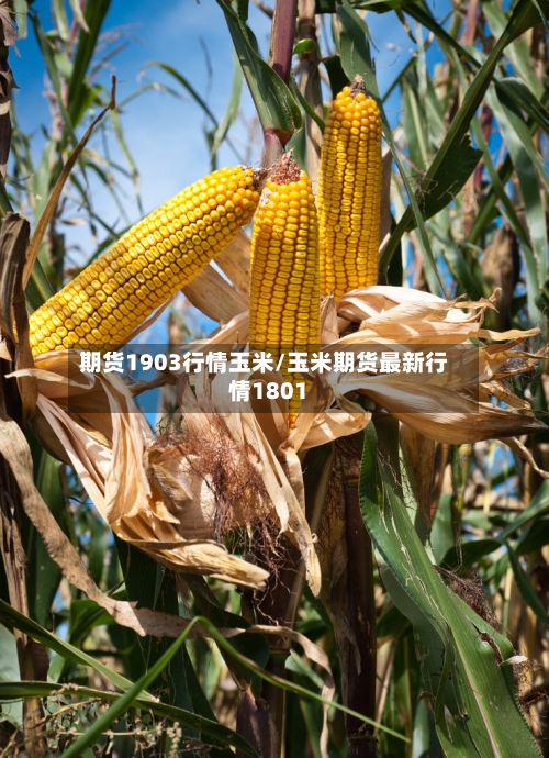 期货1903行情玉米/玉米期货最新行情1801