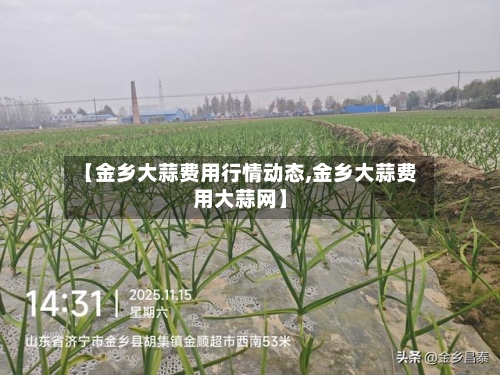 【金乡大蒜费用行情动态,金乡大蒜费用大蒜网】