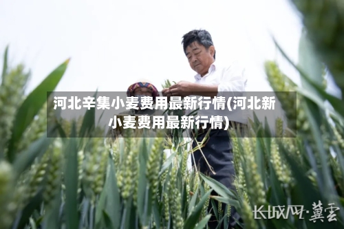 河北辛集小麦费用最新行情(河北新小麦费用最新行情)