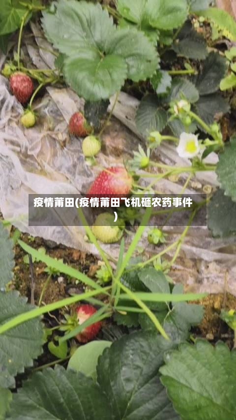疫情莆田(疫情莆田飞机砸农药事件)